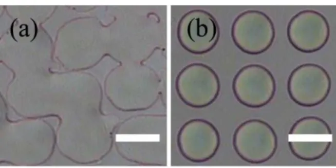 Fig. 2. The microscopic images of fabricated MLA on (a) RN1199 and (b) AL22620. The scale  bars are 50 μm