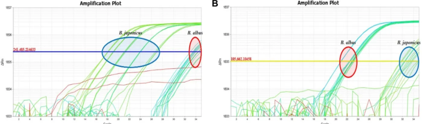 Fig.  3.  Amplification  of  genomic  DNA  extracted  from  B.  japonicus  and  B.  albus  using  Bj-al_2  primer  for  B