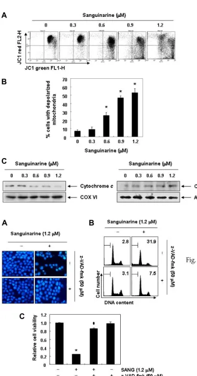Fig.  5.  Effects  of  sanguinarine  on  the  expression  of  cytochrome  c  and  the  MMP  values  in  Hep3B  cells