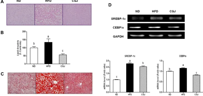 Fig.  1.  Effect  of  resistant  to  steatosis  of  DIO  C57bl/6  mice.  The  empty  vacuole  in  the  H&amp;E  staining  and  the  red  color  droplets  in  Oil  red  O  staining  represent  the  lipid  droplets  in  the  liver