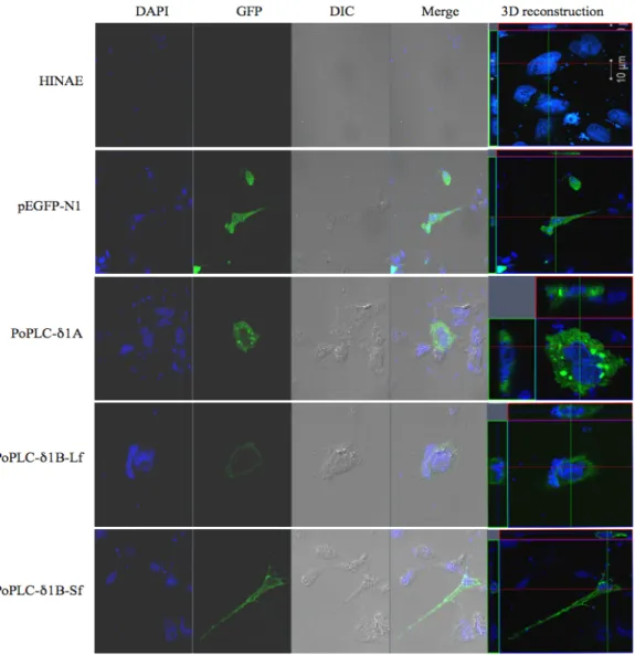 Fig.  2.  Cellular  characterization  of  PoPLC-δ1A,  PoPLC-δ1B  (Lf)  and  PoPLC-δ1B  (Sf)