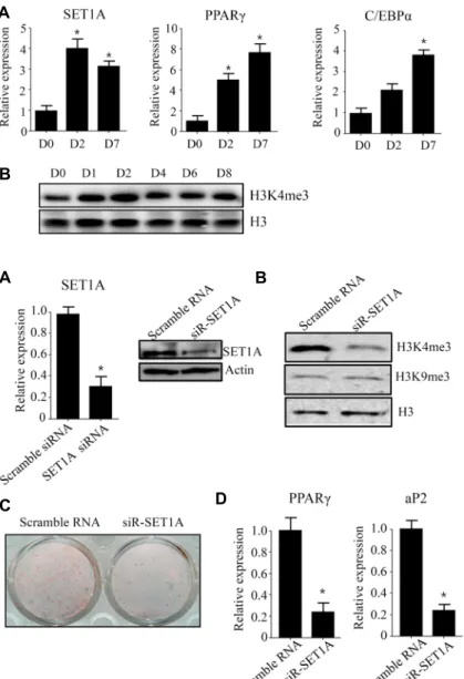 Fig.  1.  SET1A  expression  is  induced  during  differ- differ-entiation  of  3T3-L1  preadipocytes