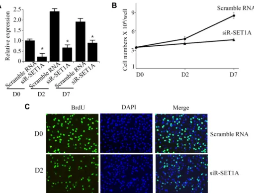 Fig.  3.  Knockdown  of  SET1A  inhibits  cell  proliferation  of  3T3-L1  cells  during  mitotic  cell  expansion