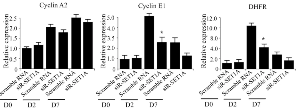 Fig.  4.  Knockdown  of  SET1A  downregulates  the  expression  of  cyclin  E1  and  DHFR