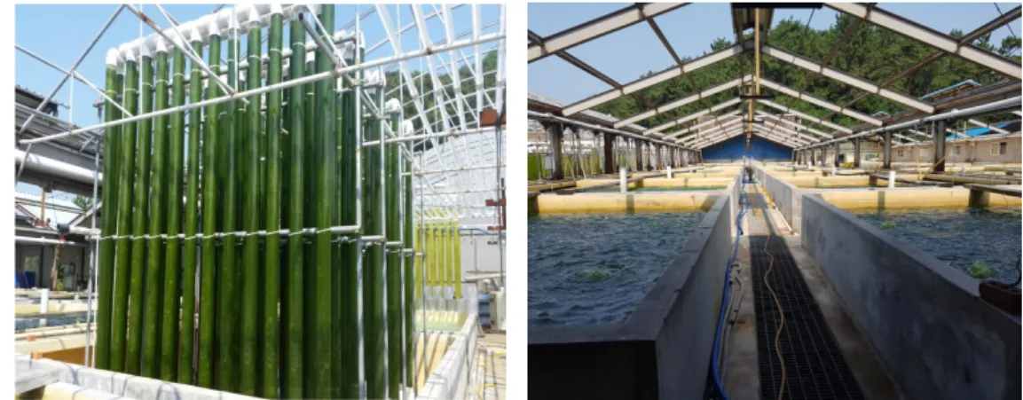 Fig  1.  The  outdoor  microalgae  cultivation  systems  used  in  this  study  for  mass  cultivation