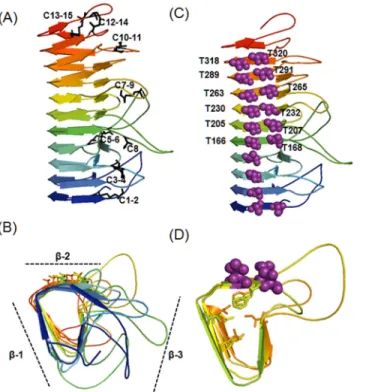 Fig 11. Overall in silico three dimensional structure of ChloroIBP from Bordetella pertussis (1DAB)