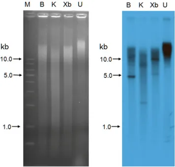 Fig 5. Southern blotting of Chloromonas genomic DNA to analyze the gene family encoding ChloroIBP