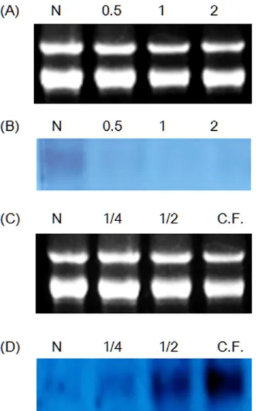 Fig 7. Northern blot analysis of thermal and freezing stresses. (A and C) Electrophoretic data for control RNAs