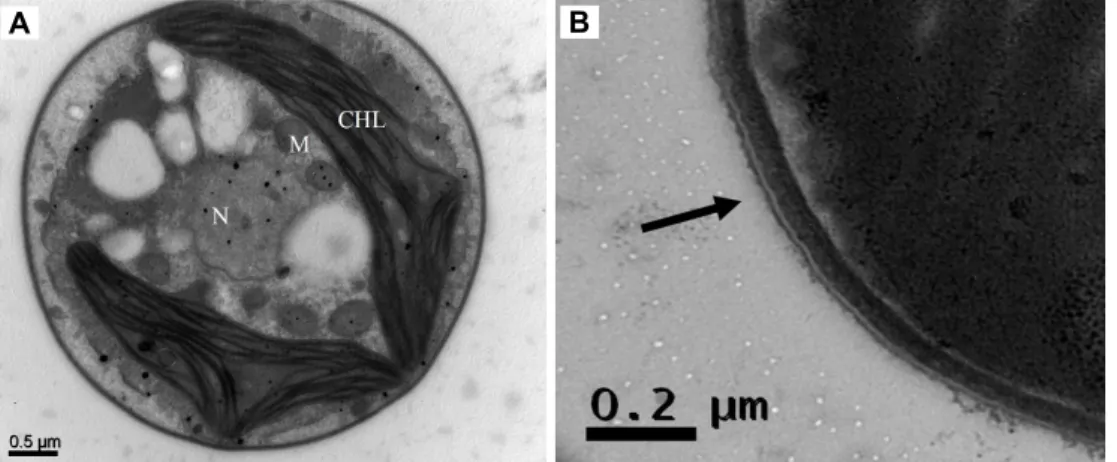 Fig.  2.  FE-SEM  of  A.  protothecoides  MM0011.