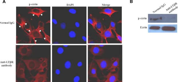 Fig.  1.  Effects  of  LTβR  signaling  on  p-ezrin  distribution  and  expression  in  FRCs