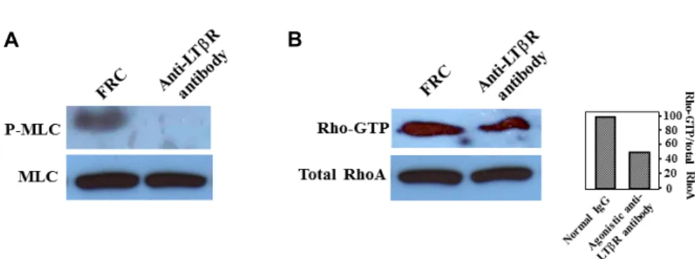Fig.  5.  Effect  of  LTβR  signal  on  MLC  phosphorylation  and  RhoA  activation.  (A)  Normal  IgG  increased  MLC  phosphorylation  (p-MLC)  over  the  control,  which  was  abolished  by  100  ng/ml  agonistic  anti-LTβR  antibody