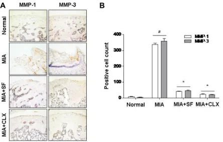 Fig.  4.  Effects  of  SF  on  the  expression  of  MMP-1  and  -3  in  MIA-induced  OA  rats