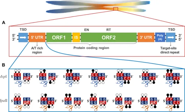 Fig.  1.  (A)  The  structure  of  LINE-1.  LINE-1  have  two  ORFs,  and  an  ORF2  harbors  endonuclease  (EN),  and  reverse  transcriptase  (RT)