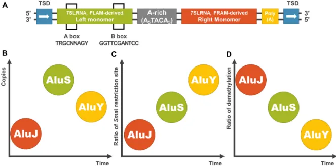 Fig.  2.  (A)  The  structure  of  a  consensus  Alu  element.  Alu  elements  had  been  derived  from  7SLRNA,  which  makes  free  left  Alu  monomer  (FLAM)  and  free  right  Alu  monomer  (FRAM)