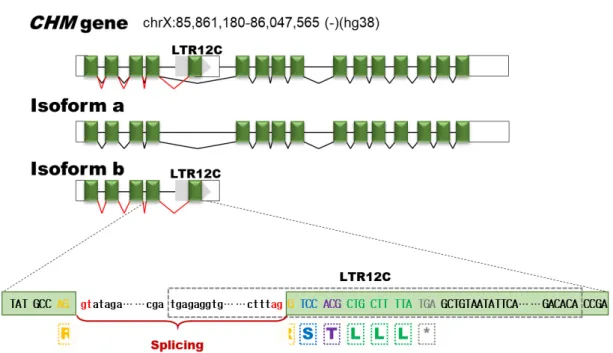 Fig.  3.  Structure  of  the  CHM  isoform  b  and  the  loci  of  LTR12C  (Modified  in  [11])