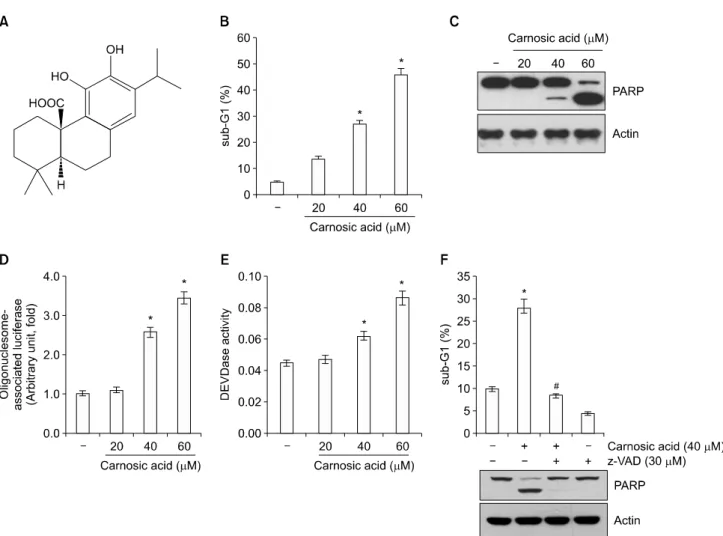 Figure 1.  Carnosic acid induces apoptosis in human renal carcinoma Caki cells. (A) The structure of carnosic acid
