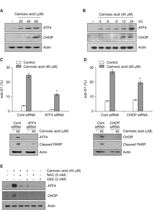 Figure 3.  Carnosic acid-induced endoplasmic reticulum stress is involved in apoptosis