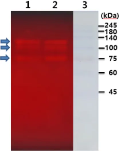 Fig.  4.  Locust  bean  gum  (LBG)  zymogram  by  PwMan26AT  pro- pro-duced  from  recombinant  E