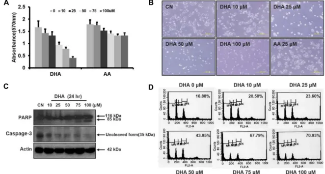 Fig.  1.  DHA  induces  apoptosis  in  HT29  cells.  A.  HT29  were  incubated  with  different  concentrations  of  DHA,  and  AA  for  24  hr,  and  cell  growth  was  determined  using  the  MTT  assay  as  described  in  Materials  and  Methods