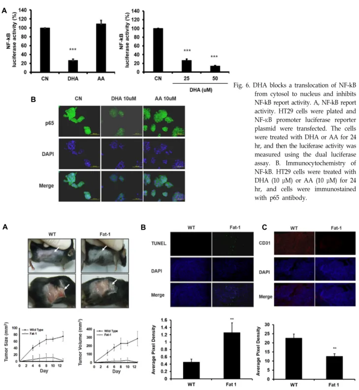 Fig.  6.  DHA  blocks  a  translocation  of  NF-kB  from  cytosol  to  nucleus  and  inhibits  NF-kB  report  activity