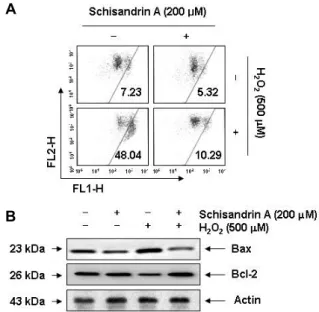 Fig.  3.  Effects  of  schisandrin  A  on  the  MMP  values  and  the  expression  in  H 2 O 2 -treated  SW1353  cells