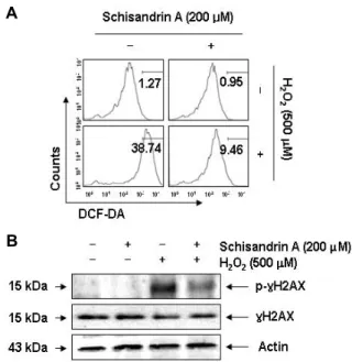 Fig.  4.  Protection  of  H 2 O 2 -induced  ROS  generation  and  DNA  damage  in  SW1353  cells