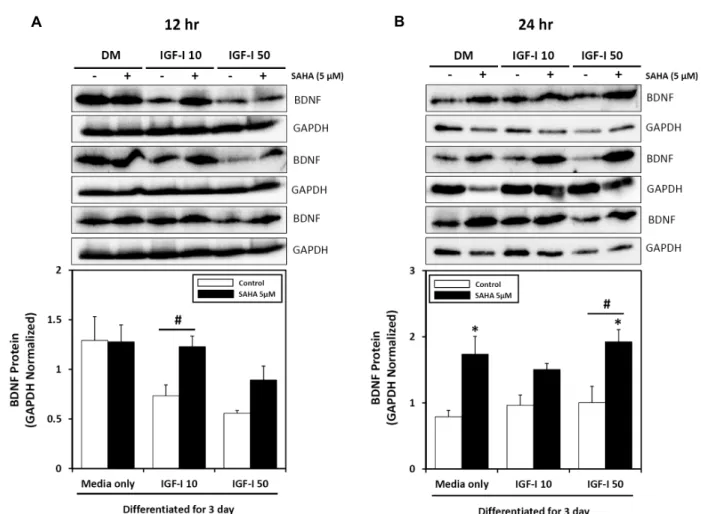 Fig.  5.  Influence  of  treatment  with  IGF-I  and  HDAC  inhibitor  for  different  lengths  of  time  on  BDNF  protein  expression  in  differentiated  C2C12  skeletal  muscle  cells