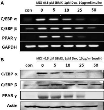 Fig.  3.  Effect  of  SCEE  on  adipogenesis  related  gene  and  protein  expressions
