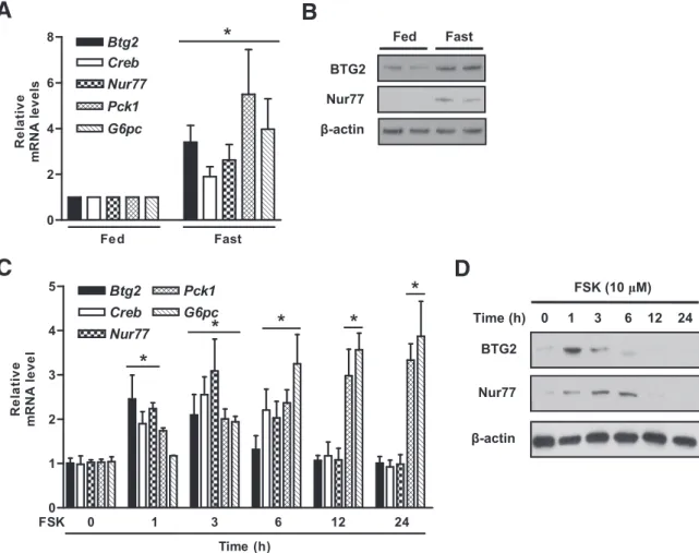 Figure 1 —Effect of fasting and forskolin in the expression of BTG2 in the liver. A: C57BL6 mice (n = 5) were fed ad libitum and fasted for 12 h.