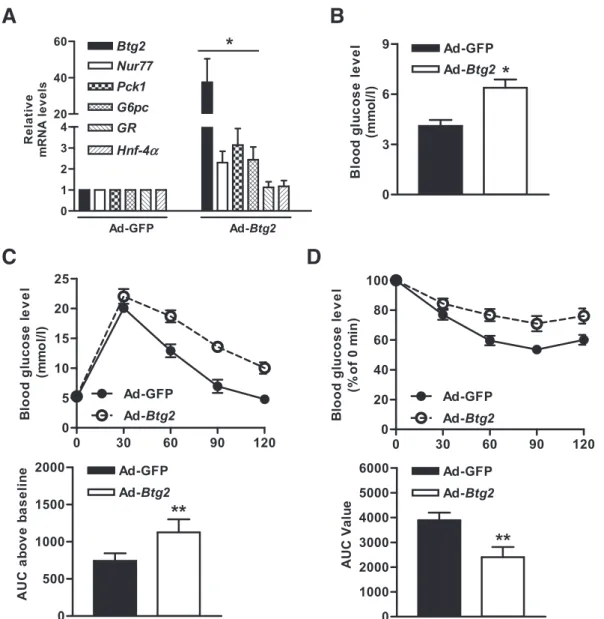 Figure 2 —Overexpression of BTG2 resulted in an increase in hepatic gluconeogenesis. A: qPCR of gluconeogenic gene expression