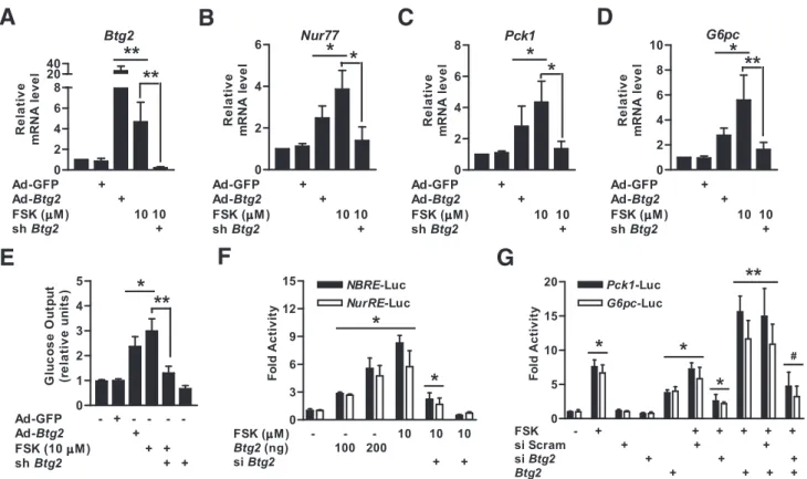 Figure 3 —Induction of hepatic gluconeogenesis by glucagon is BTG2-dependent. A–D: Relative mRNA levels of Btg2 and gluconeogenic pathway genes in mouse primary hepatocytes infected with Ad-GFP, Ad-Btg2, and lentivirus-shBtg2 (sh Btg2) at a multiplicity of