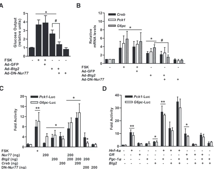 Figure 5 —BTG2-mediated hepatic gluconeogenesis is mediated by Nur77. A: Mouse primary hepatocytes were infected with Ad-GFP, Ad- Ad-Btg2, and Ad-DN-Nur77 at a multiplicity of infection of 60, and then hepatic glucose output was measured using glucose-free