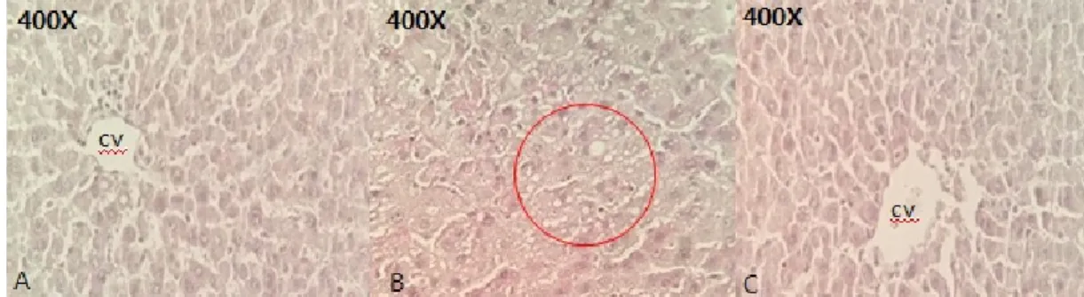 Fig.  5.  Histopathologic  examination  of  liver  tissue  (H&amp;E  Staining,  400×)