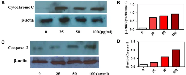 Fig.  2.  Effect  of  MTWE  on  cytochrome  C  and  caspase-3  expression  in  Jurkat  T  cells