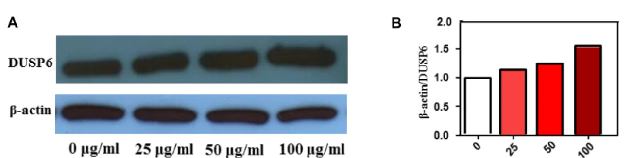 Fig.  4.  Effect  of  MTWE  on  DUSP  6  expression  in  Jurkat  T  cells.  MTWE  facilitates  the  enhancement  of  DUSP6  expression  in  Jurkat  T  cells
