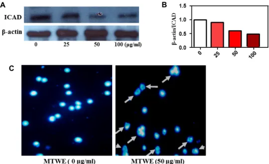 Fig.  5.  Effect  of  MTWE  on  ICAD  expression  and  apoptotic  body  formation  (arrow)  in  Jurkat  T  cells  with  DAPI  staining