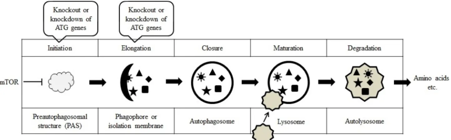Fig.  1.  Five  stages  in  the  formation  of  autolysosome  during  autophagy.