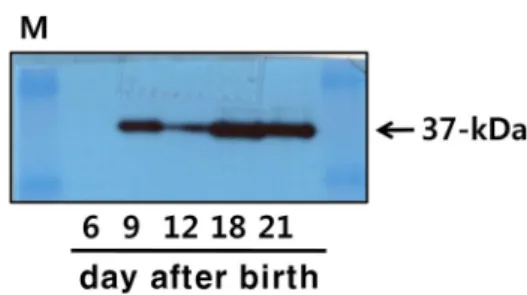 Fig.  1.  20α-HSD  mRNA  expression  in  the  testis  after  birth.  Testes  were  collected  on  days  6,  9,  12,  18,  and  21  after  birth