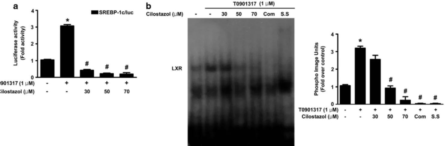 Figure 4 The effect of cilostazol on the activity of the sterol regulatory binding protein-1c (SREBP-1c) promoter in HepG2 cells