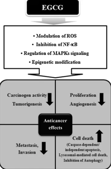 Fig. 2 – Anticancer effects and molecular mechanisms of EGCG.