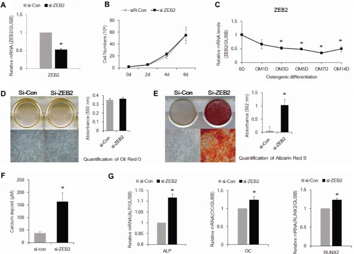 Fig.  6.  ZEB2  siRNA  increases  osteogenic  differentiation  and  inhibits  proliferation  of  hADSCs