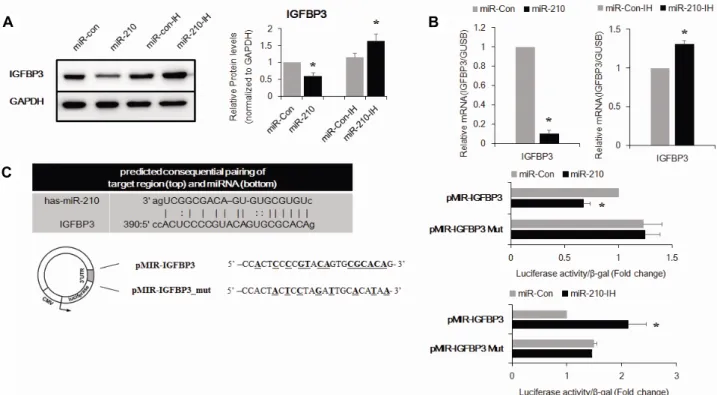 Fig.  7.  miR-210  targets  the  3’UTR  of  IGFBP3  mRNA.  (A,  B)  IGFBP3  expression  in  hADSCs  transfected  with  oligonucleotides  was  analyzed  by  Western  blot  (A)  and  real-time  PCR  (B)