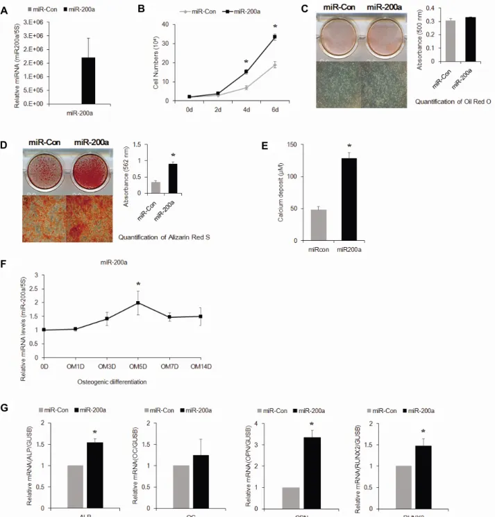 Fig.  1.  Overexpression  of  miR-200a  increases  osteogenic  differentiation  and  proliferation  of  hADSCs