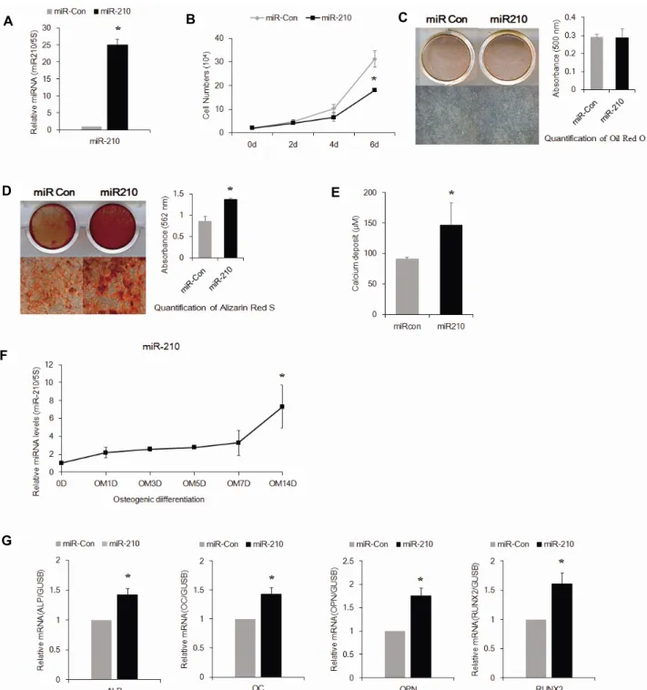 Fig.  2.  Overexpression  of  miR-210  increases  osteogenic  differentiation  and  inhibits  proliferation  of  hADSCs