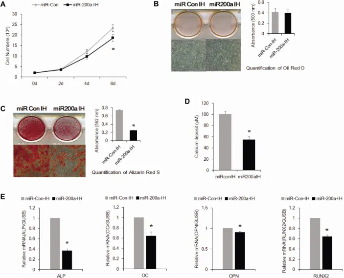 Fig.  3.  Inhibition  of  miR-200a  inhibits  osteogenic  differentiation  and  proliferation  of  hADSCs