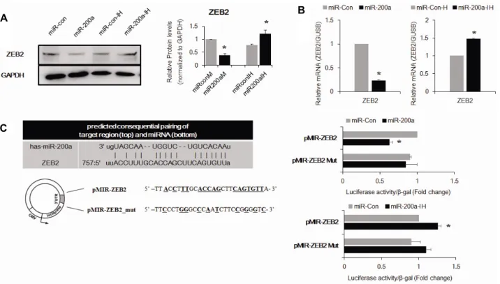 Fig.  4.  Inhibition  of  miR-210  inhibits  osteogenic  differentiation  and  increases  proliferation  of  hADSCs
