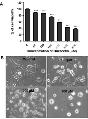 Fig.  1.  Quercetin  reduces  cell  viability  in  HSC-2  cells.  (A)  HSC-2  cells  were  treated  with  various  concentrations  of  quercetin(0–500  μM)  for  24  and  cell  viability  was  determined  with  an  MTT  assay