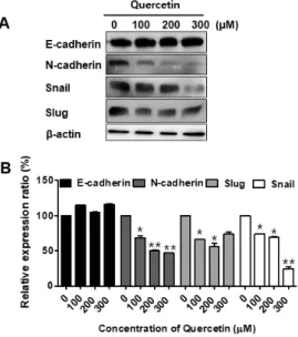 Fig.  5.  (A)  The  expression  of  EMT  makers,  including E-cadherin,  N-cadherin,  Slug  and  Snail,  was  determined  using  western  blot  analysis