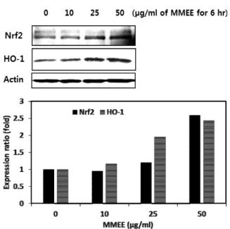 Fig.  2.  ROS  scavenging  activity  of  MMEE  in  RAW  264.7  cells. 