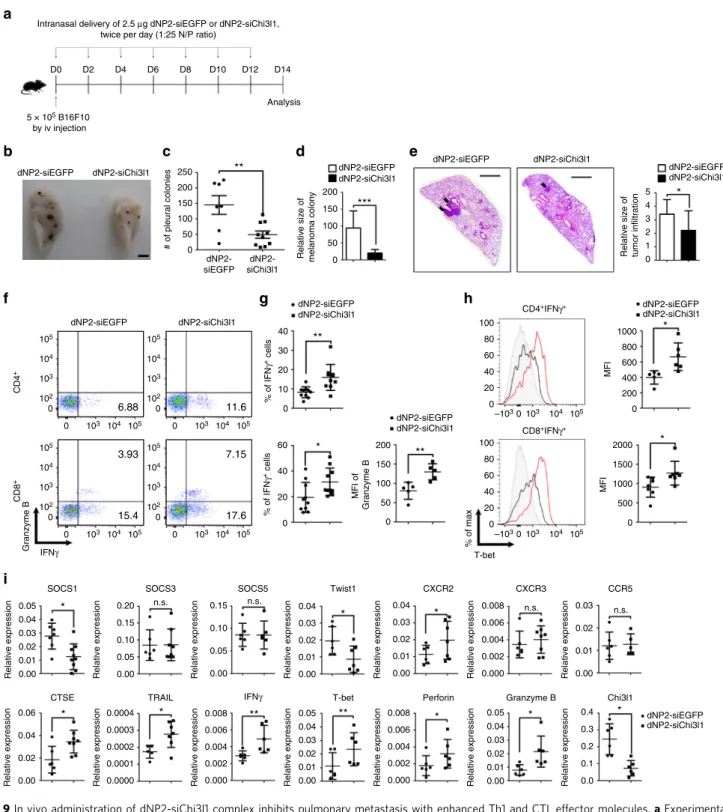 Fig. 9 In vivo administration of dNP2-siChi3l1 complex inhibits pulmonary metastasis with enhanced Th1 and CTL effector molecules